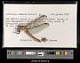 Libellula comanche