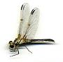 Libellula composita