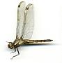 Libellula cyanea