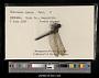 Libellula cyanea