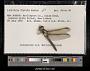 Libellula flavida