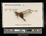 Libellula luctuosa