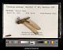 Libellula needhami