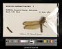 Libellula needhami