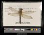 Libellula needhami