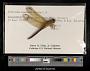 Libellula needhami