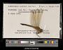 Libellula needhami
