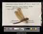 Libellula needhami