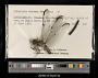 Libellula vibrans