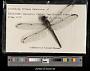 Libellula vibrans