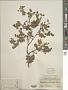 Libidibia sclerocarpa (Standl.) Britton & Rose