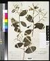 Licania buxifolia Sandwith