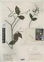 Licania pendula Benth.