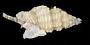 Lienardia mighelsi