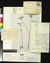 Ligusticum tolucense Kunth
