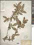 Ligustrum ibota Siebold