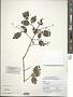 Ligustrum sinense Lour.