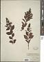 Ligustrum sp.