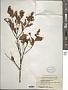 Ligustrum sp.