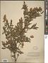 Ligustrum vulgare L.