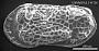 Limnocythere sp