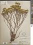 Limonium aureum (L.) Hill