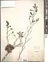 Limonium sp.