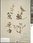 Limonium sp.