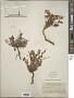 Limonium sp.
