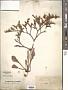 Limonium tataricum (L.) Mill.