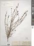 Linaria corifolia Desf.
