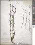 Linaria simplex Desf.
