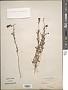 Linaria sp.