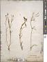 Linaria spartea (L.) Willd.