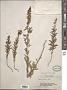 Linaria vulgaris Mill.