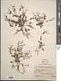 Lindernia multiflora (Roxb.) Mukerjee