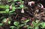 Linnaea borealis L.