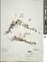 Linnaea borealis L.