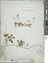 Linnaea borealis L.