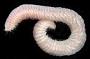 Linopherus sp.