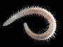 Linopherus sp.