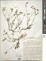 Linum linearifolium (Lindm.) Juz.
