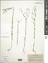 Linum medium (Planch.) Britton