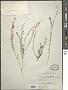 Linum perenne L.