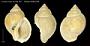 Liomesus crassa nux