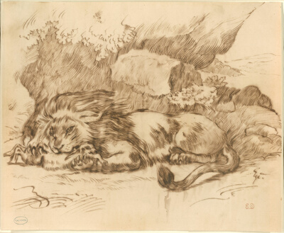 Lion Devouring a Rabbit