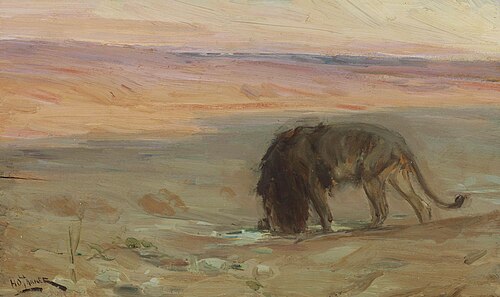Lion Drinking