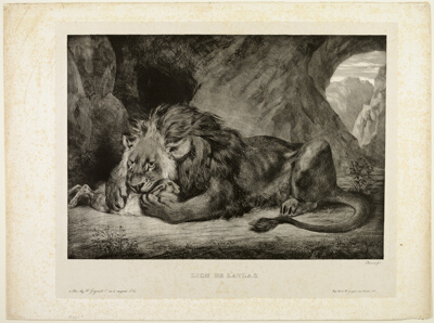 Lion of the Atlas Mountains
