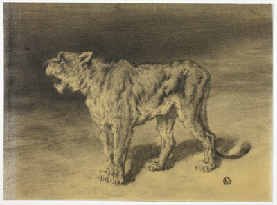 Lioness Roaring