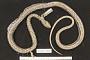 Liophis flavifrenatus